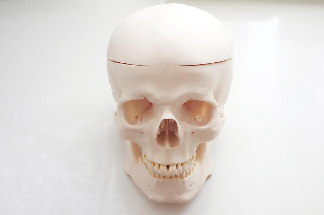頭蓋骨 模型 ソムソ SOMSO 社製 Z13 - メルカリ