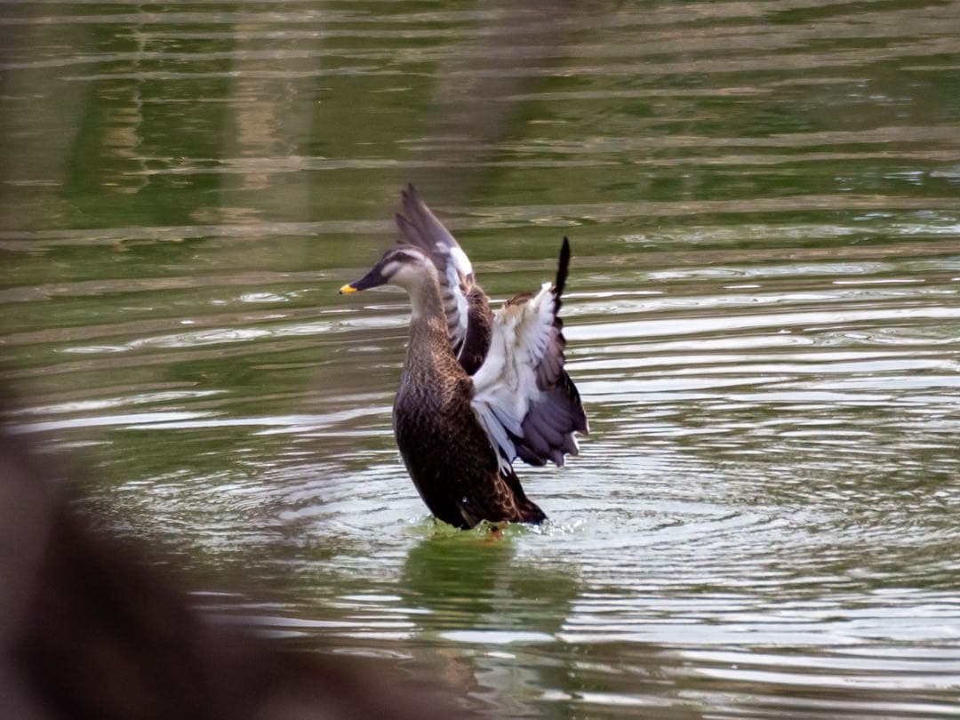 M.ZUIKO DIGITAL ED 75-300mm f4.8-6.7 Ⅱ