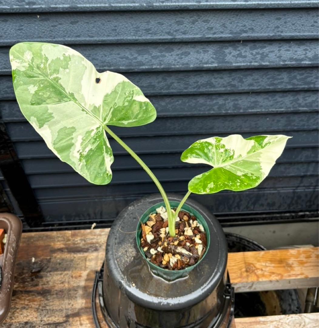 アロカシア マクロリザ バリエガータ 斑入り - メルカリ