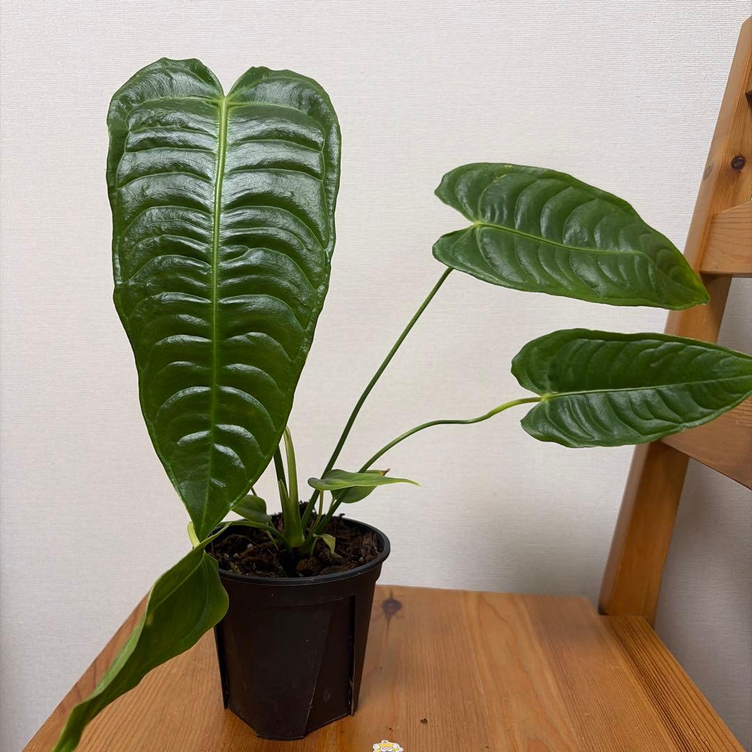 アンスリウム ベイチー 4号＊ - メルカリ