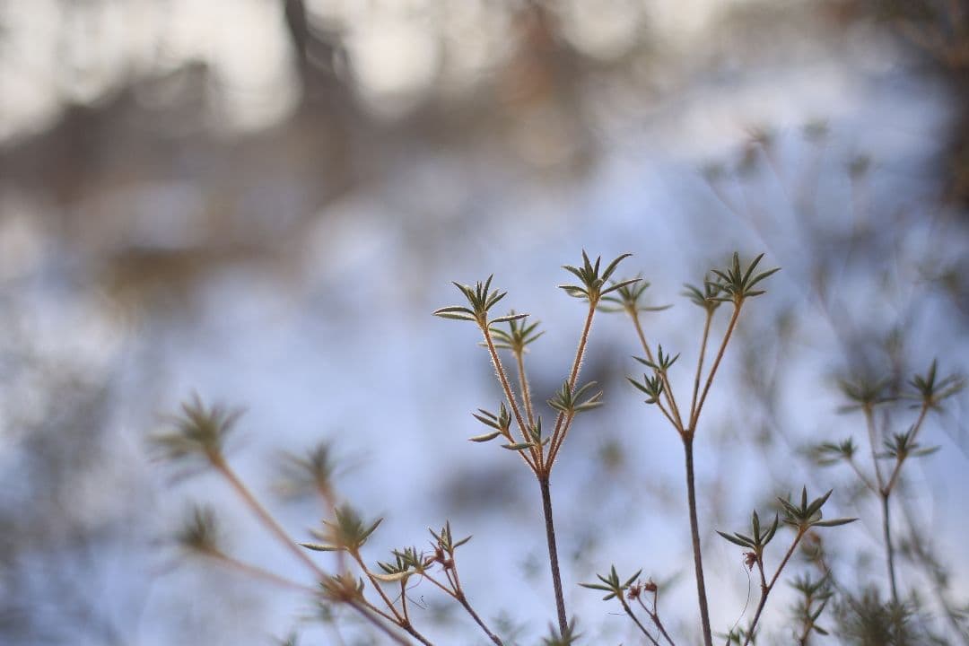 《希少》EBC FUJINON 50mm F1.4 前期型 光学美品【黄変除去】