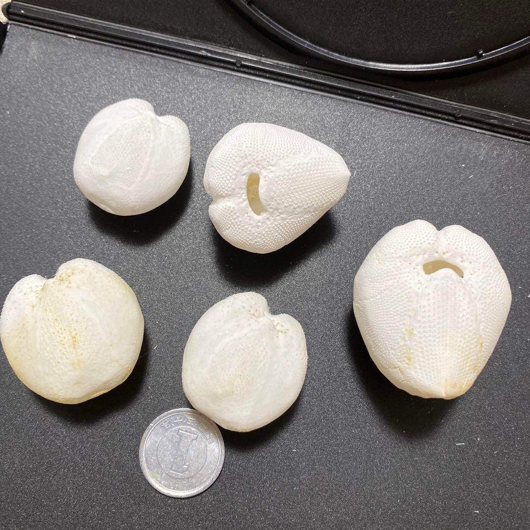 キツネブンブク セイタカブンブクのセット ウニ標本 ウニ殻標本 標本