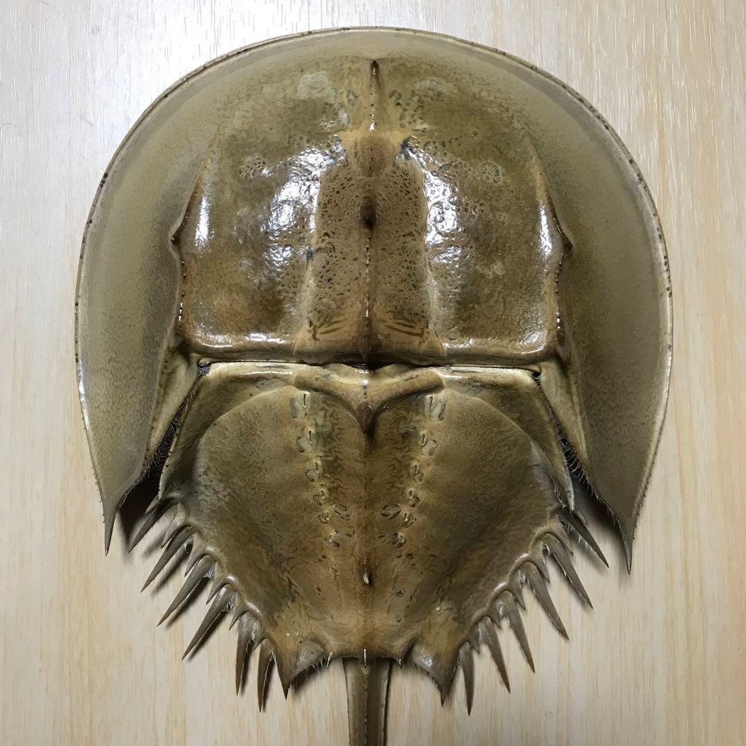 希少 カブトガニの甲羅 脱皮殻 標本 メス N8 - メルカリ