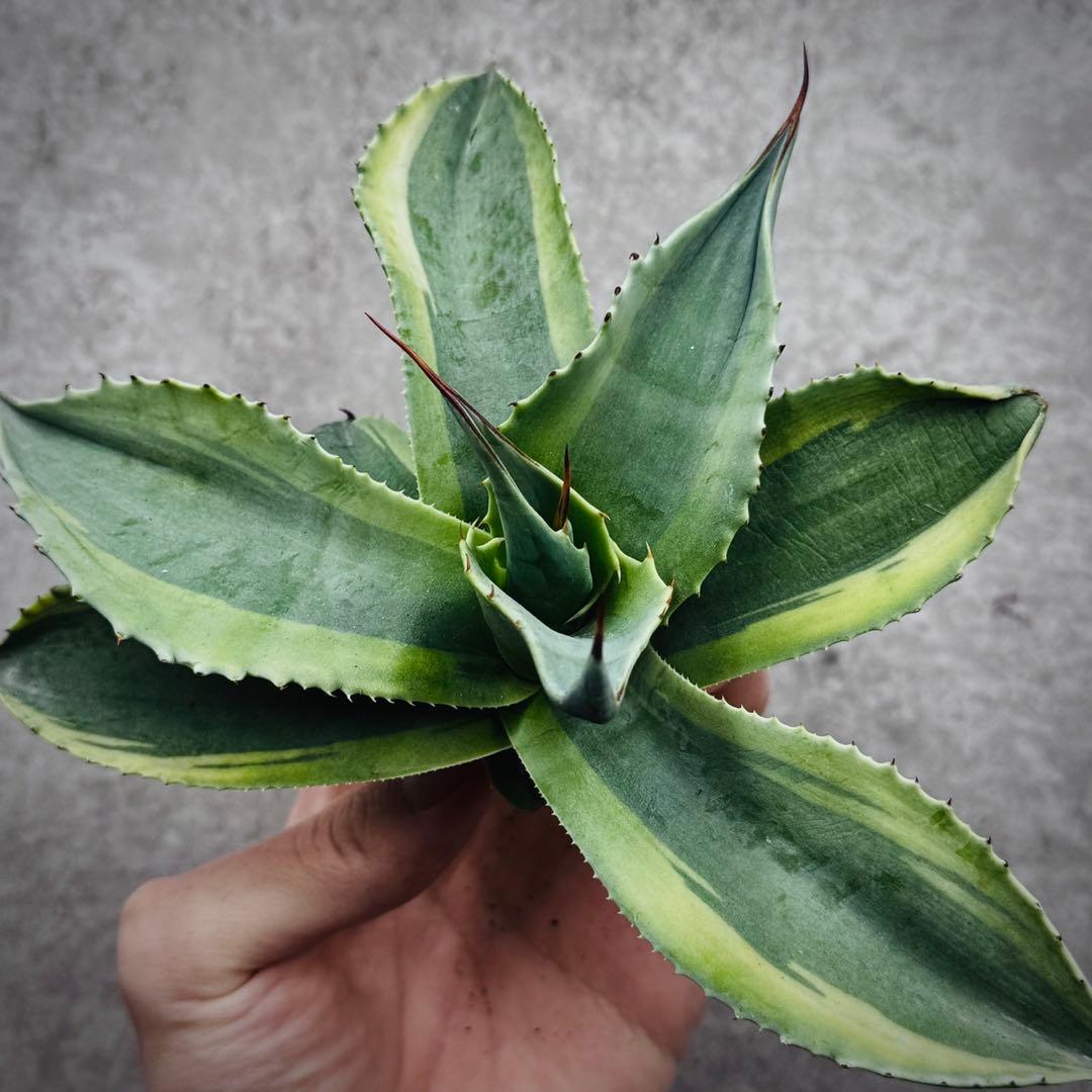 ✳*︎様 多肉植物・アガベ・【特選】・オルカ・斑入り・SSS級美株