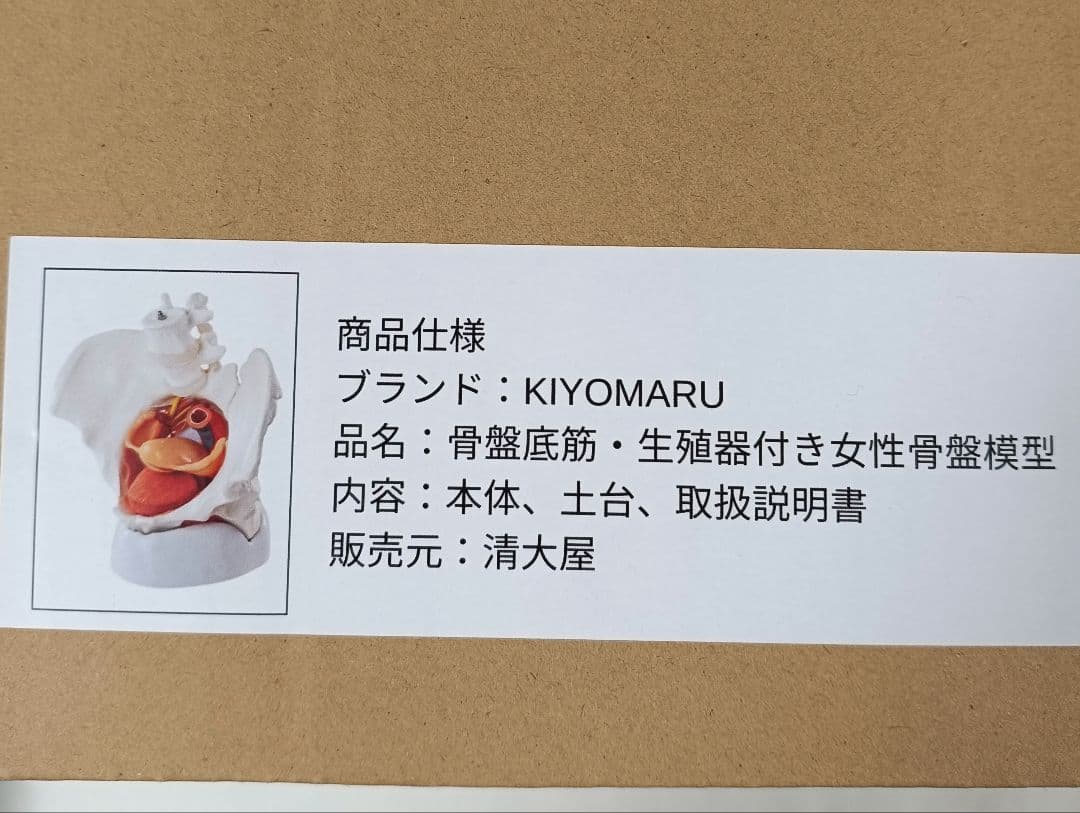 KIYOMARU 骨盤底筋付き女性骨盤模型 人体模型 8パーツ 理学療法士