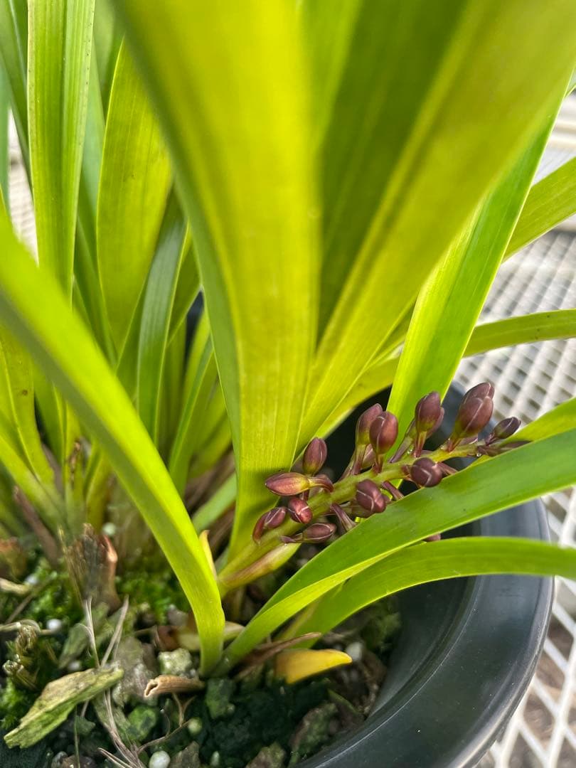 R8年キンリョウヘン花芽4本#6 - メルカリ