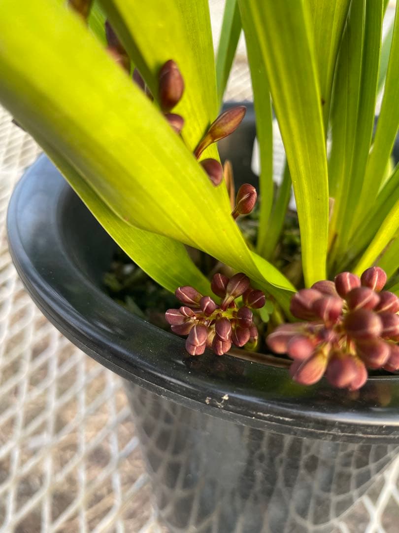 R8年キンリョウヘン花芽4本#6 - メルカリ