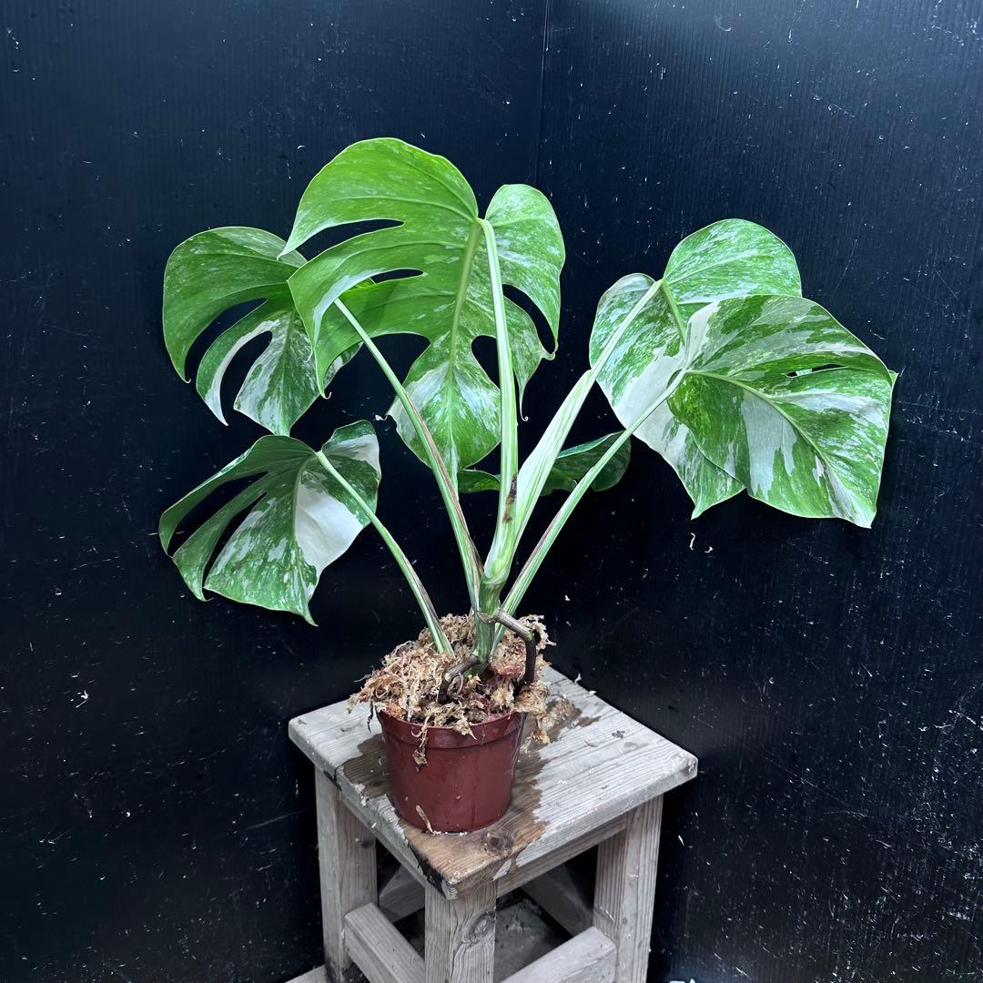 最高級 超希少 極斑入り モンステラ ボルシギアナ ホワイト タイガー 1