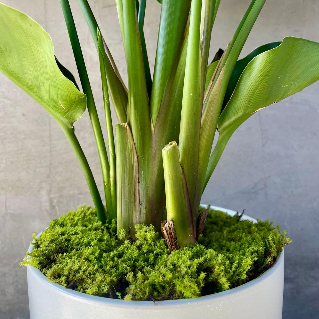 ストレリチア オーガスタ 4株 天然苔仕立て 陶器鉢 植え込み発送