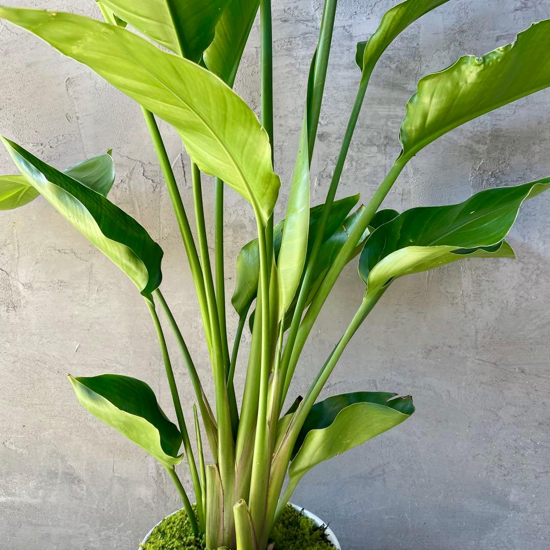 ストレリチア オーガスタ 4株 天然苔仕立て 陶器鉢 植え込み発送