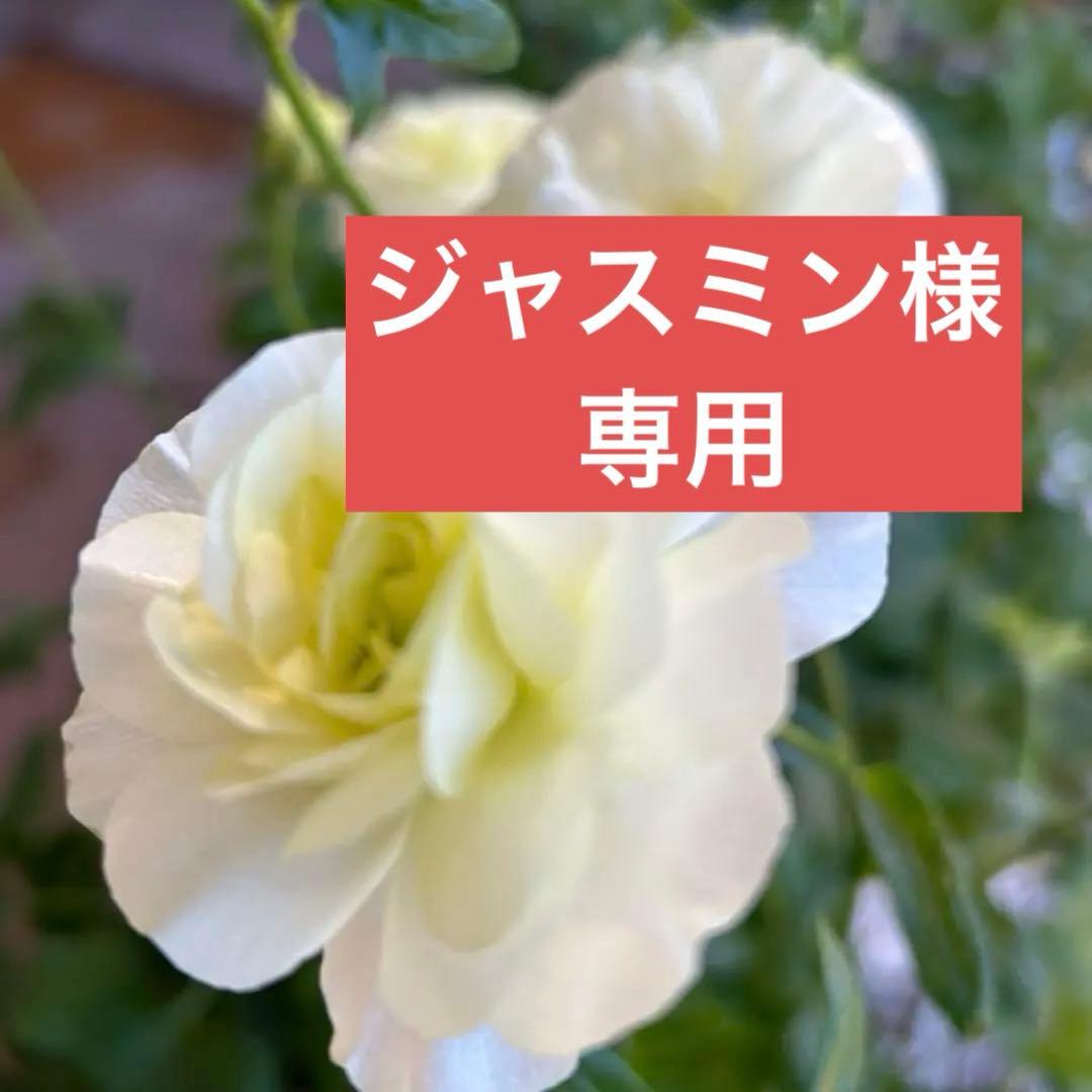 ジャスミンラナンキュラスラックス　グレーシス❤️ベスタリス 園芸ネット本店｜ラナンキュラス：ラックス グレーシス3.5-4号ポット