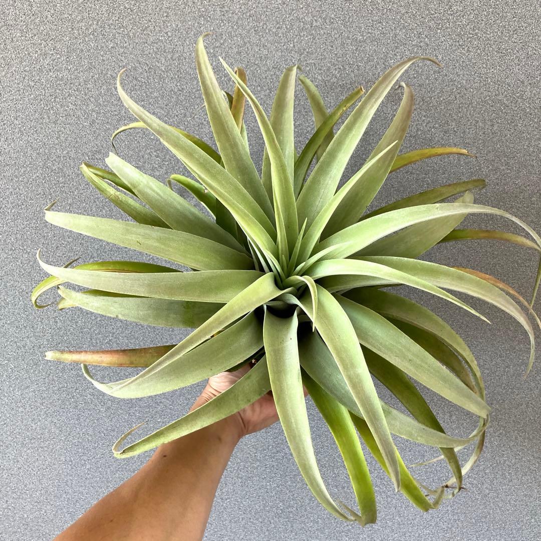 超希少❗️超特大❗️チランジア カピタータ シルバーローズ✨