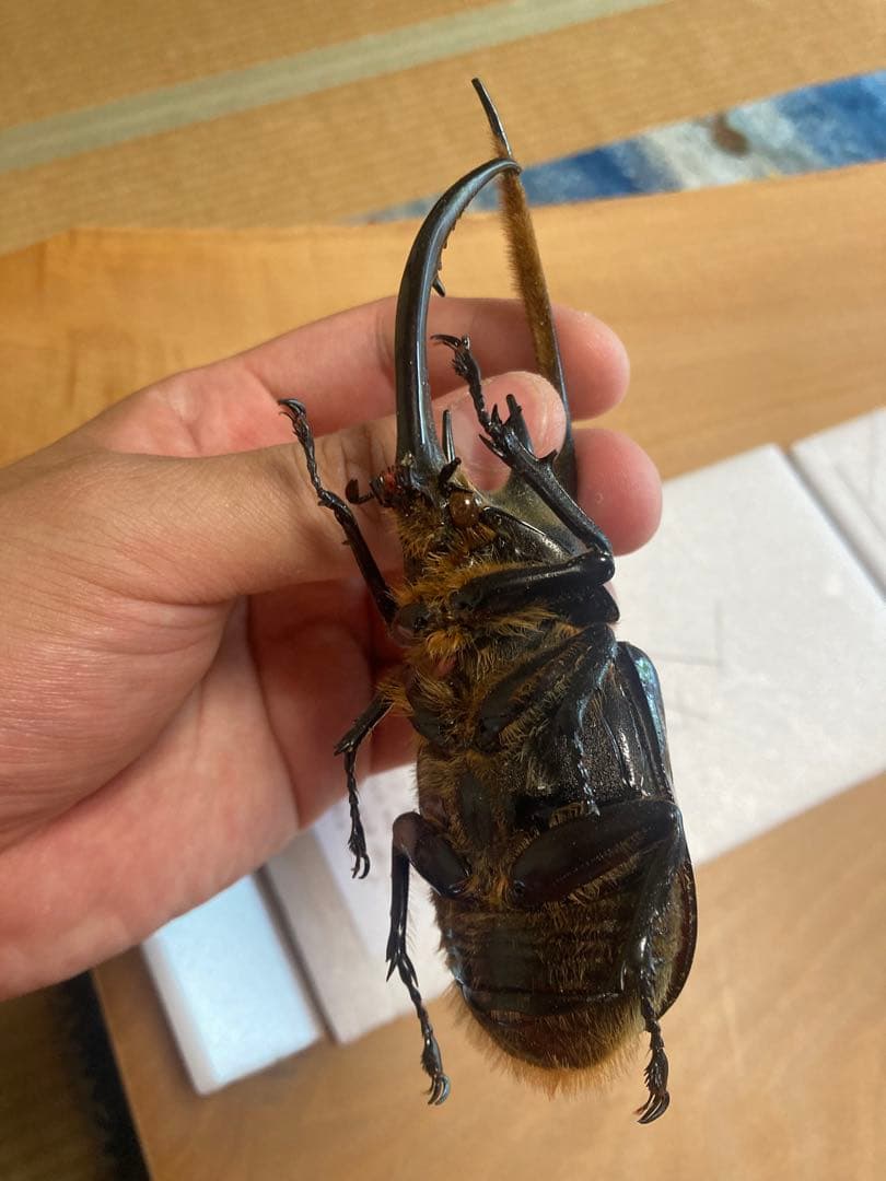 ネプチューンオオカブト♂野外品標本 - メルカリ