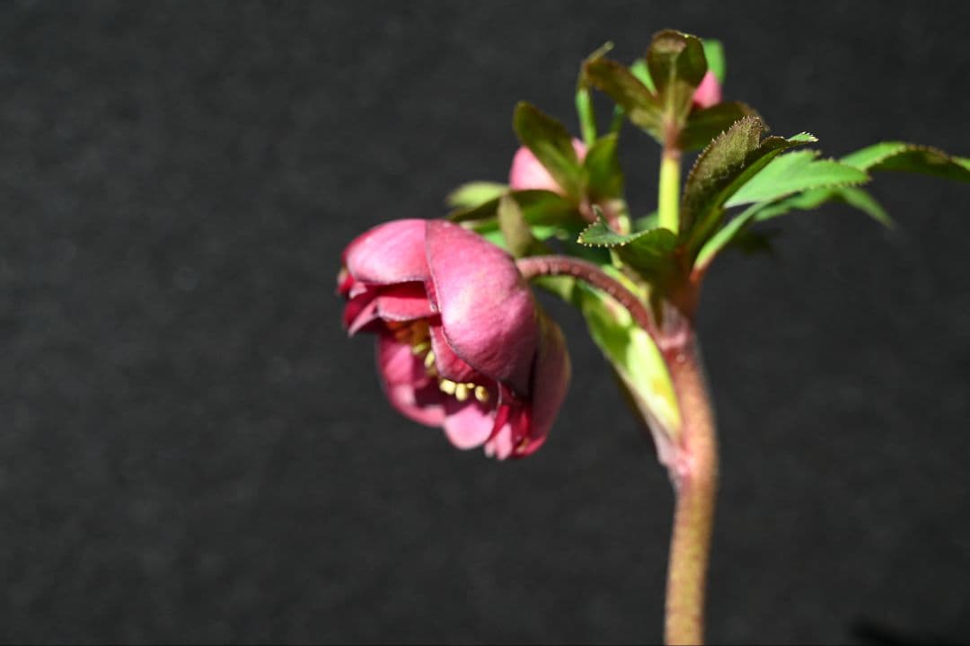 クリスマスローズ ddカップ咲きレッドパープル 加藤農園