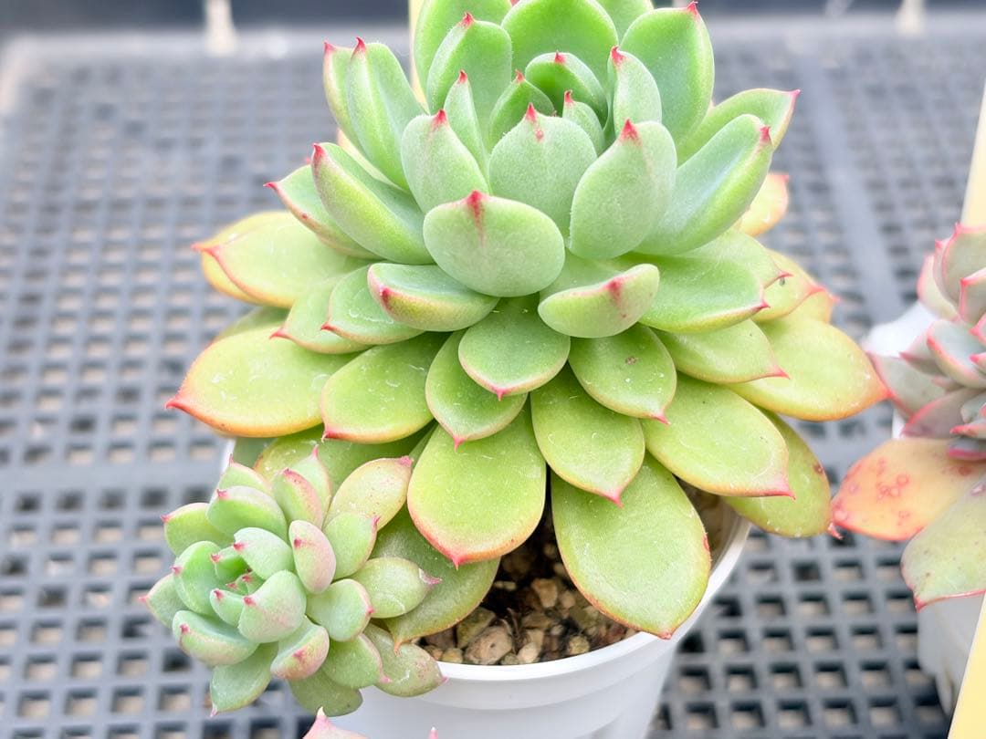 おらいさん苗12個セット そわそわオマケで13苗ミックスベリア