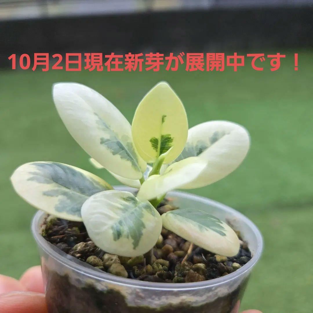 激レア フィカス パンダガジュマル 斑入り 4 希少 レア 観葉植物 白