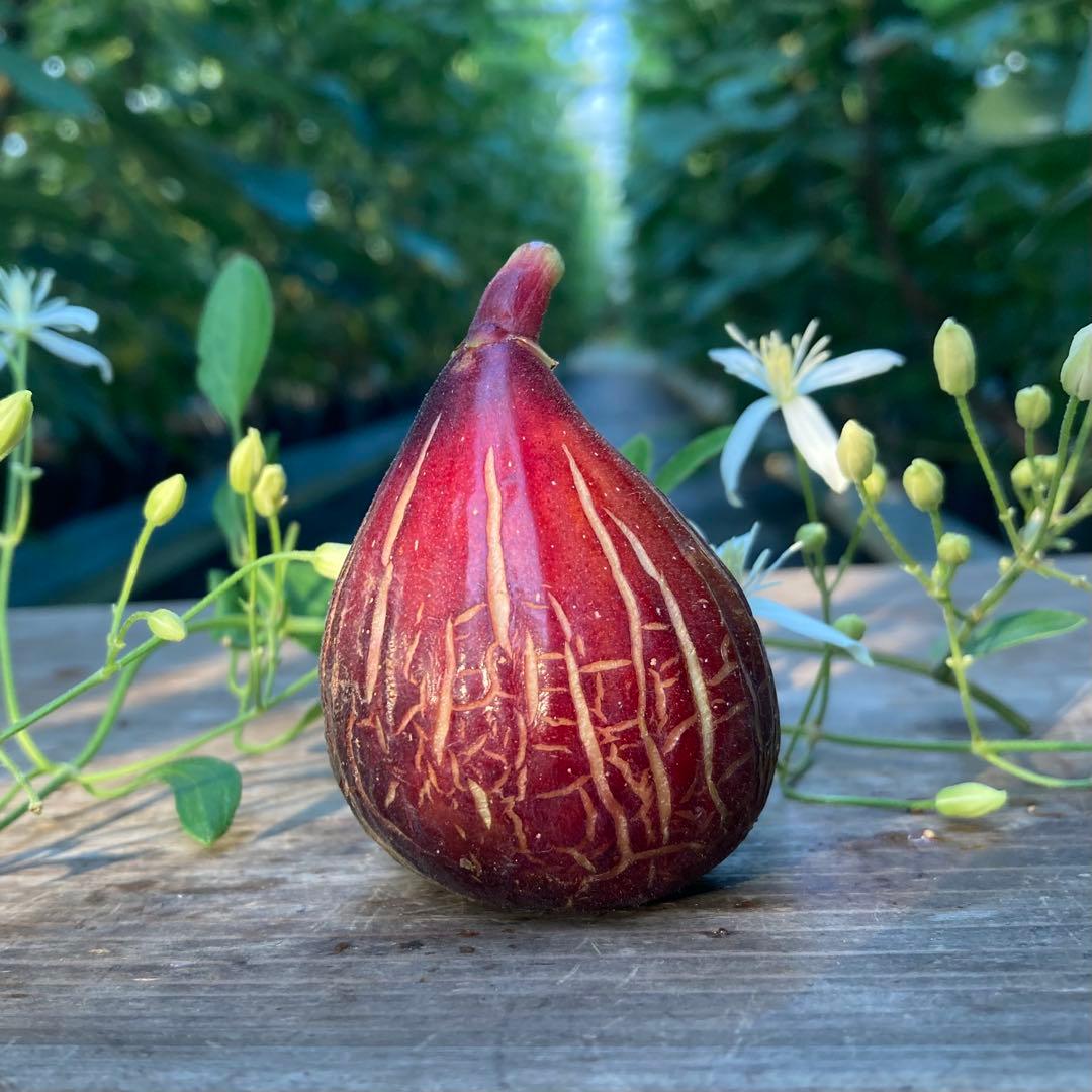 専用】穂木 イチジク - メルカリ