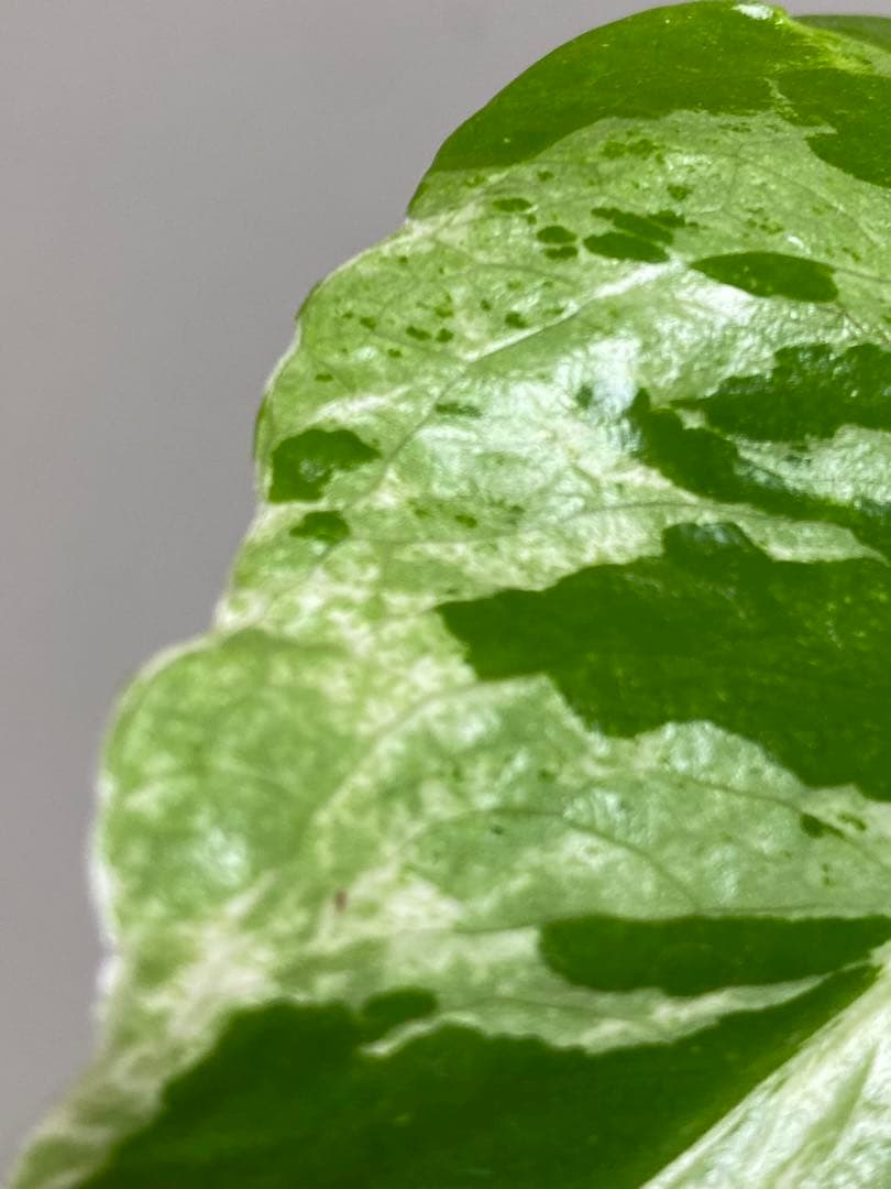 ②【将来有望株‼️】モンステラ デリシオーサ バルバソー フシギダネ