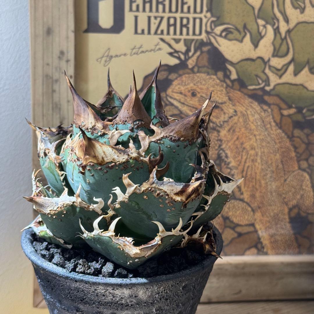 m_gear　発根管理込み　オテロイ　冰雹　ヒョウ　看板株　大きめ　青い キリンの氷結の屋外広告がブリスベン、シドニー、メルボルンのCBDに