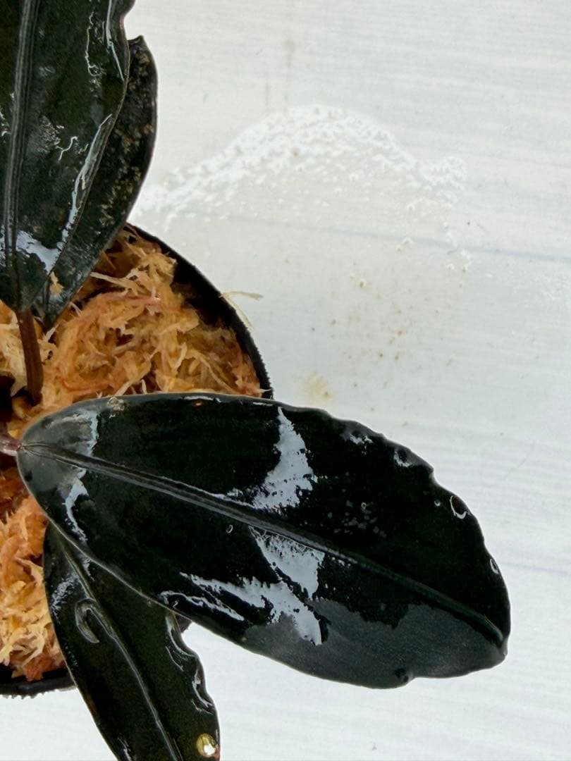 ⭐︎ブセファランドラ モトレィアーナ黒青絶品個体②パダワン 根伏せ