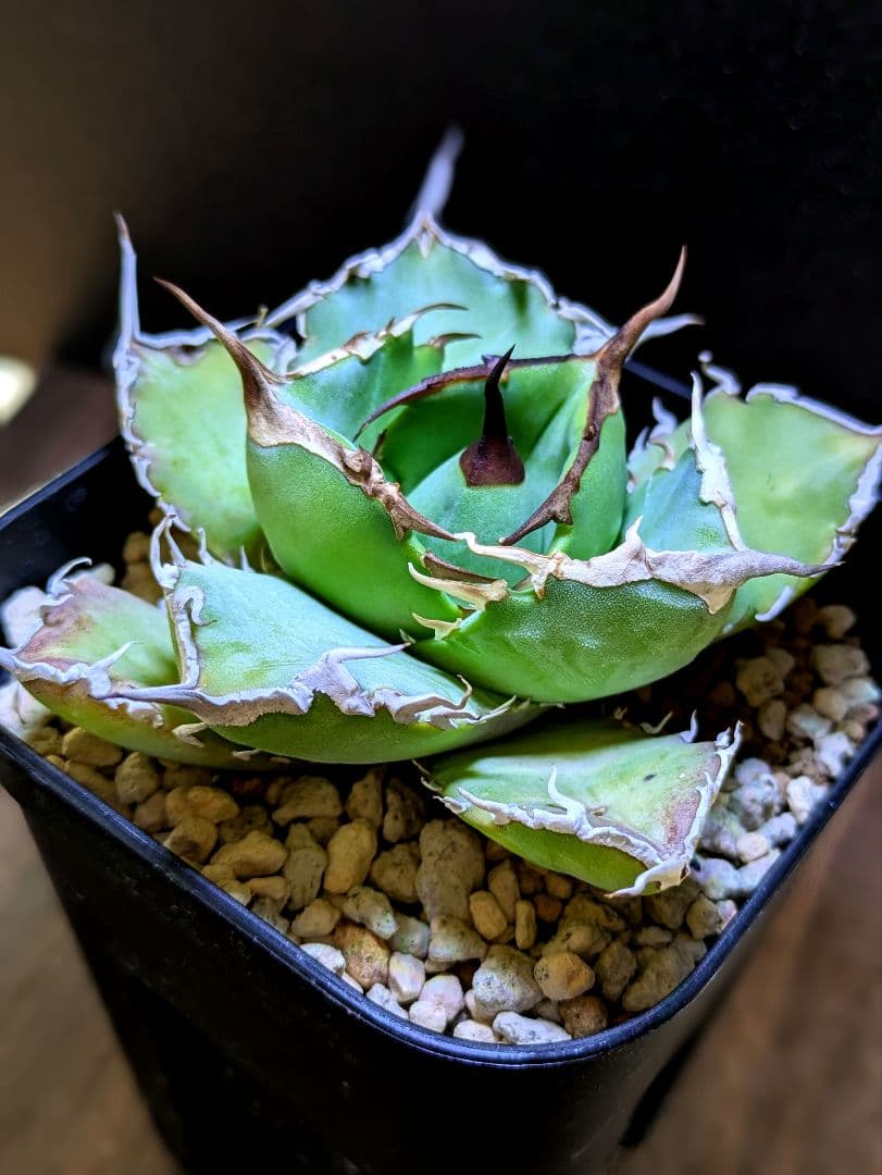 写真現品】アガベ チタノタ 阿修羅 ｜☆有望株（鉢ごと発送） - メルカリ