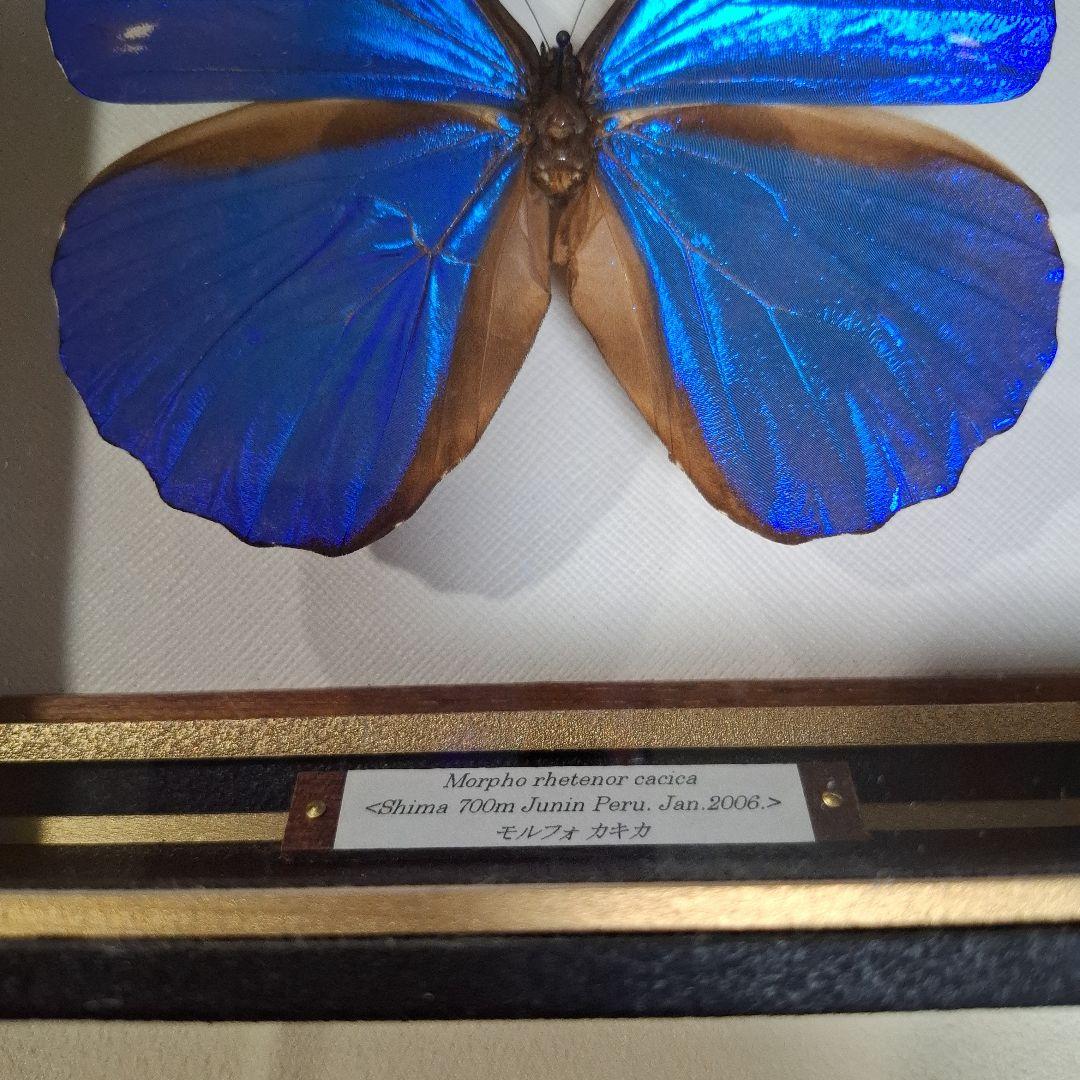 カキカモルフォ 標本 専門的な箱 - メルカリ