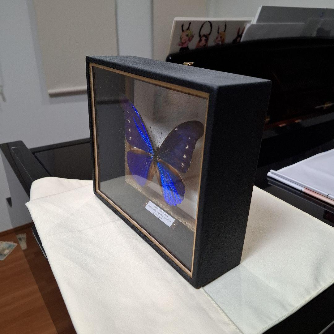 カキカモルフォ 標本 専門的な箱 - メルカリ