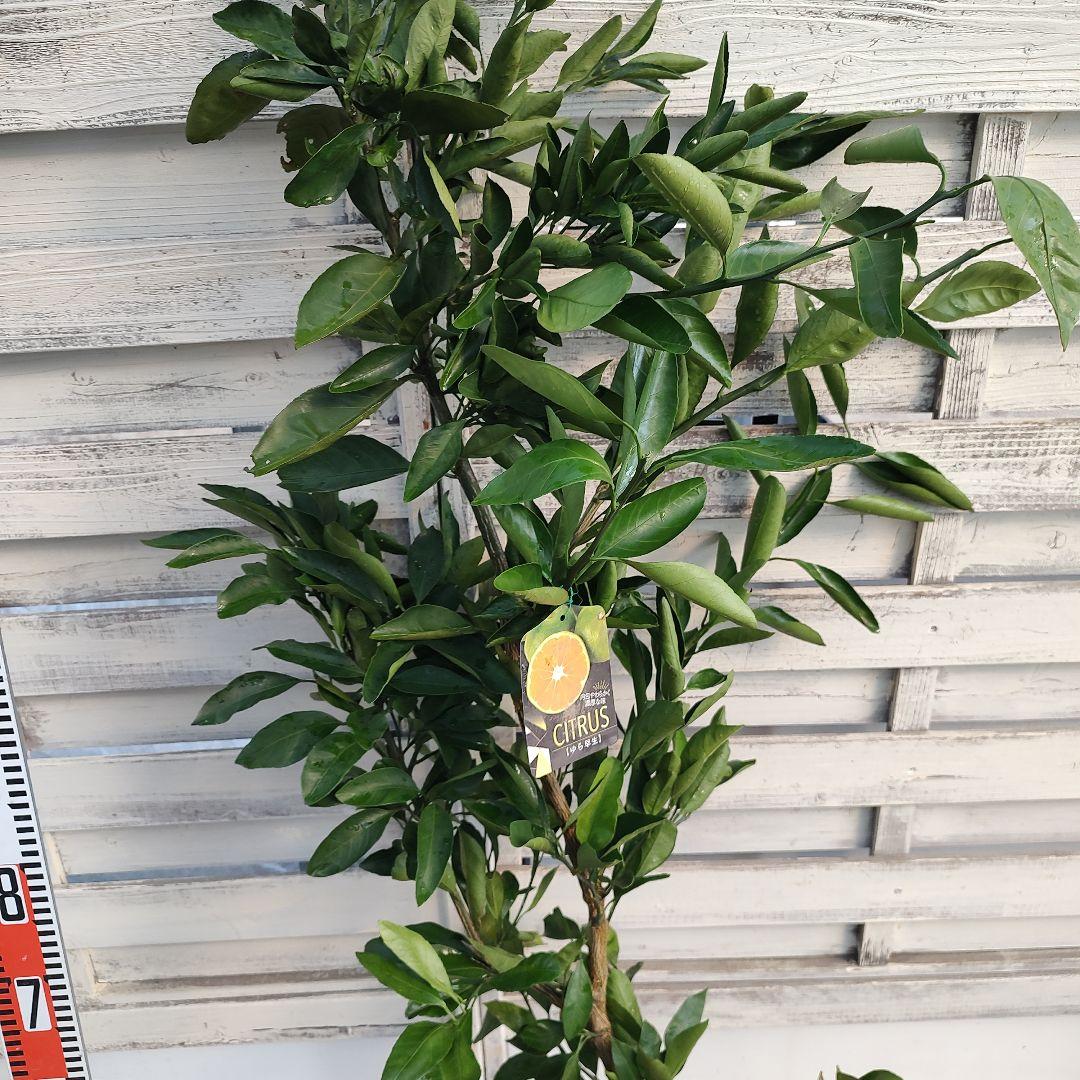 誠さま専用 ゆら早生みかん 3年生 大苗 - メルカリ