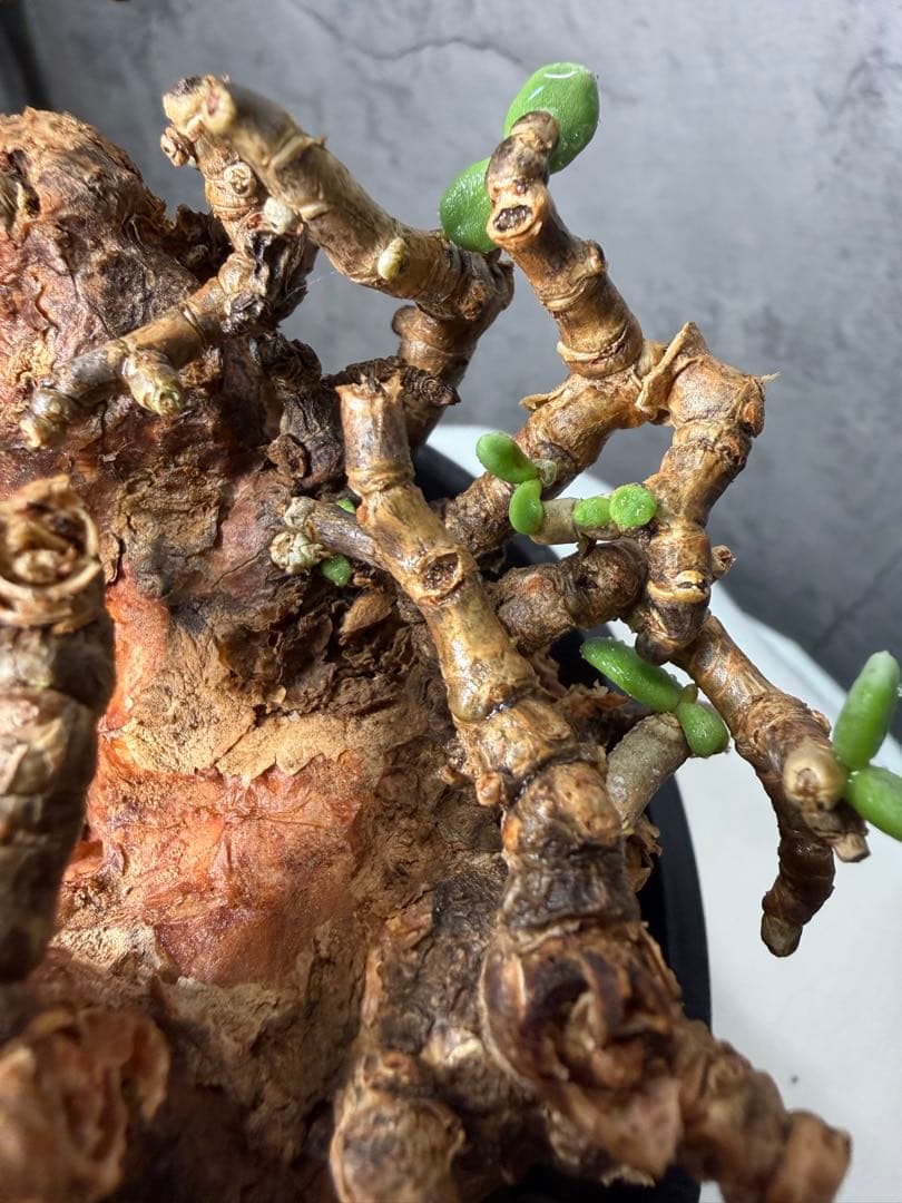 特大株】ケラリアピグマエア 発根確認済