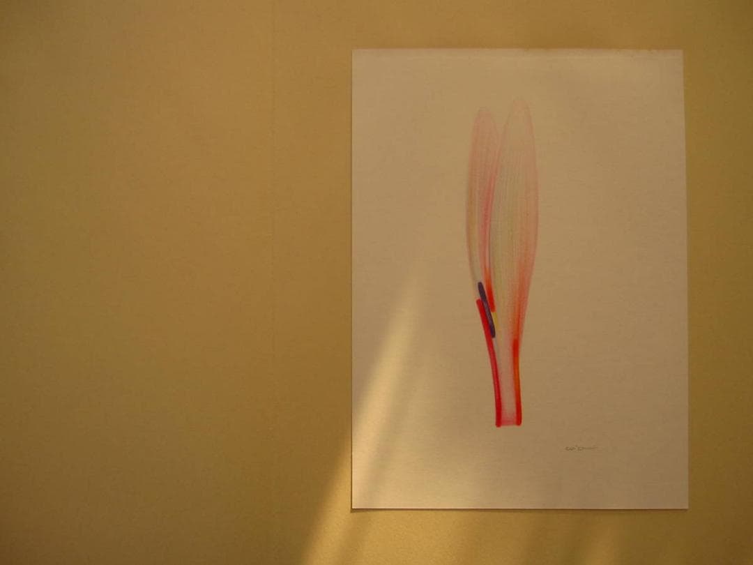 絵次元　谷川晃一　展翅箱　200部限定　肉筆画 一葉付き 直筆サイン　澁澤龍彦