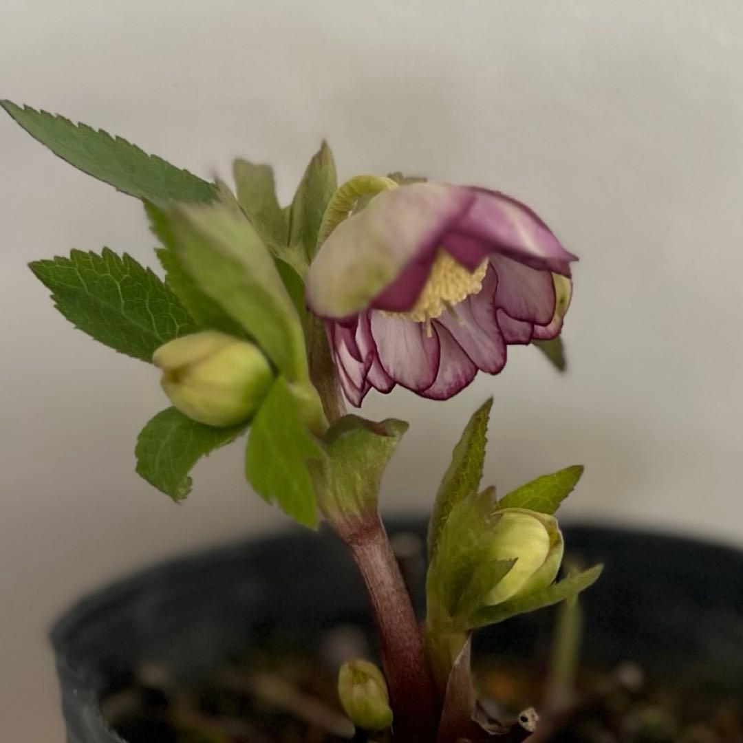 クリスマスローズ 大木ナーセリー dd Foujita 株分け - メルカリ