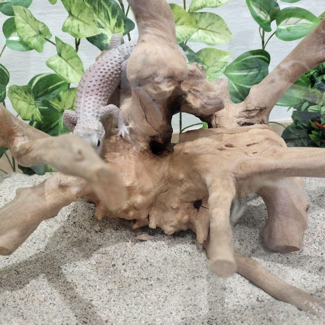 No.1157】シェルター流木 爬虫類レイアウト✫インテリア✫エアー