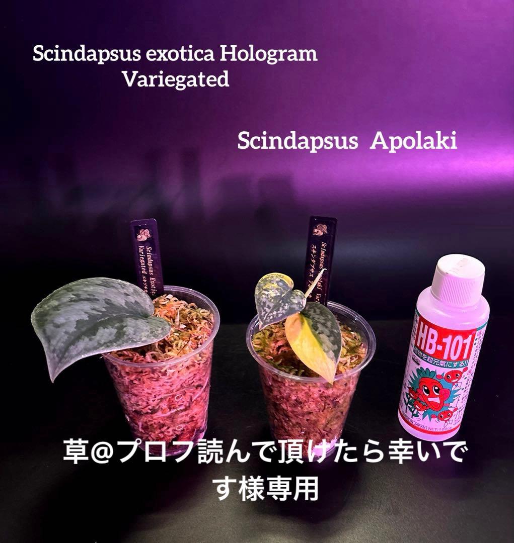 スキンダプサス セット A2