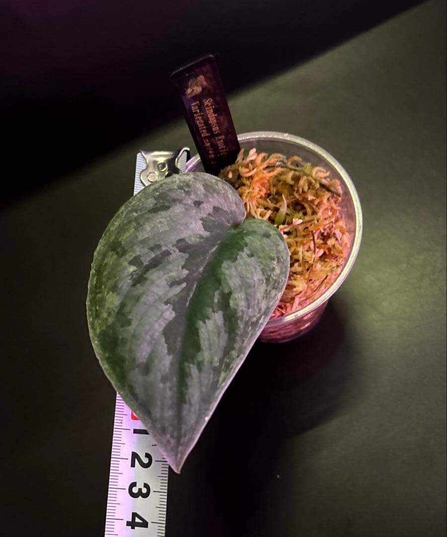 スキンダプサス セット A2