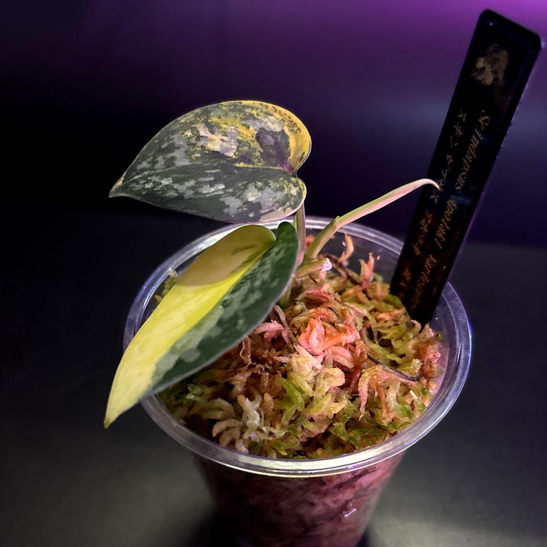 スキンダプサス セット A2