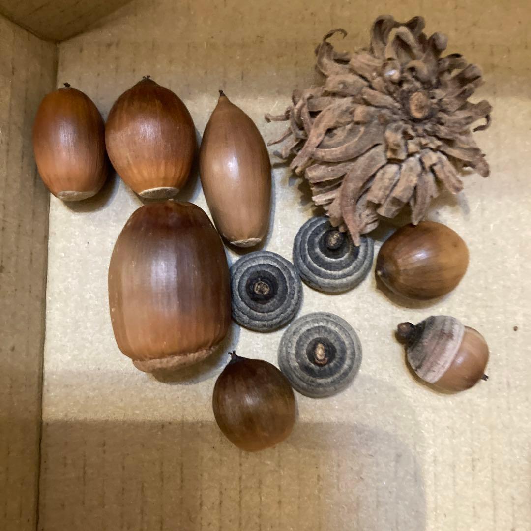 どんぐり5種類 冷凍処理済み - メルカリ