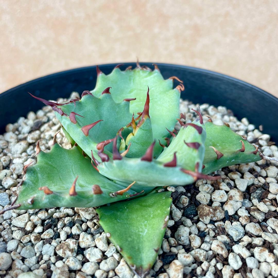 アガベ チタノタ×マルガリータ 希少種 【鉢ごと発送】 - メルカリ