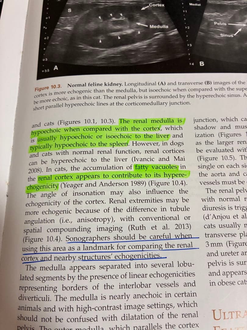 Small Animal Ultrasonography 第2版 - メルカリ