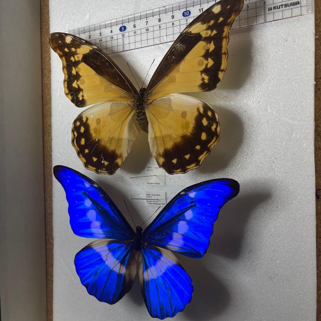 ヘレナモルフォ　雌雄