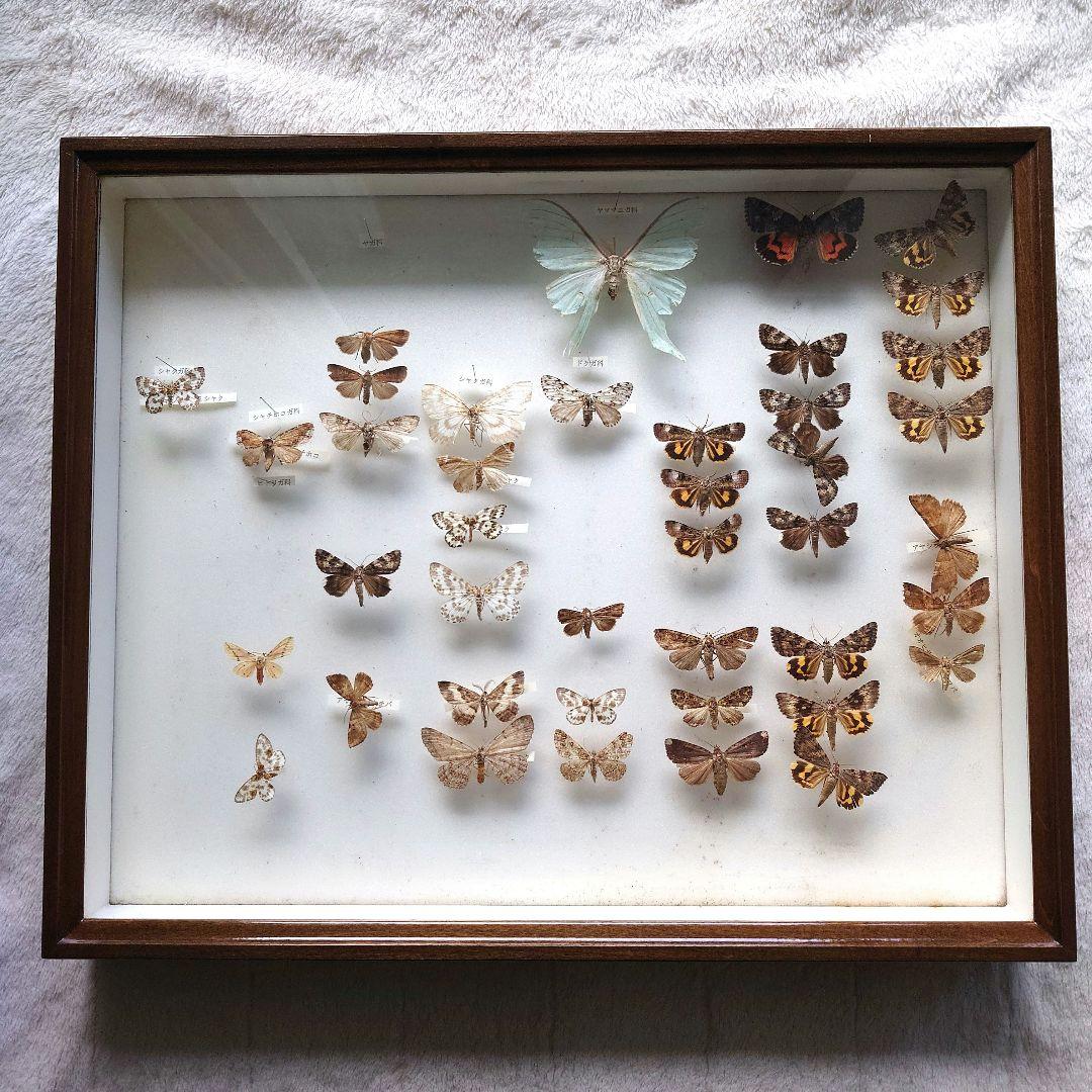 中古 標本箱 大型ドイツ箱 中野製作所 木製 ガラス ドイツ型箱 - メルカリ