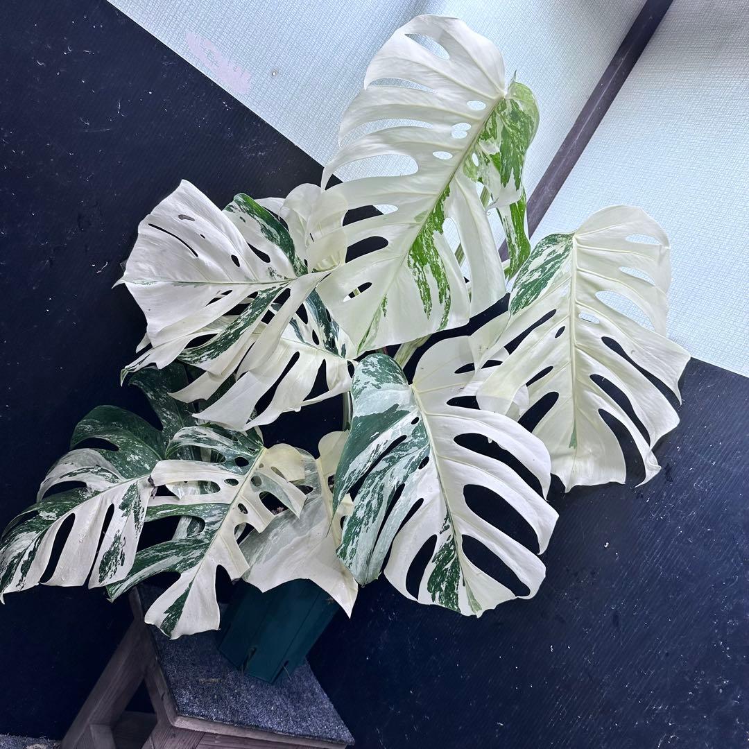 斑入りモンステラ ホワイトタイガー極美大株87cm白勝ち