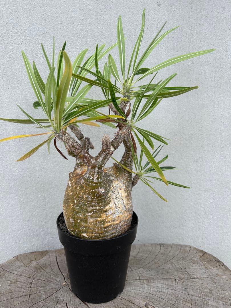 塊根植物 グラキリス　現地球　発根済み 発根済】【現地球】パキポディウム グラキリス | BRIDGE GARDEN