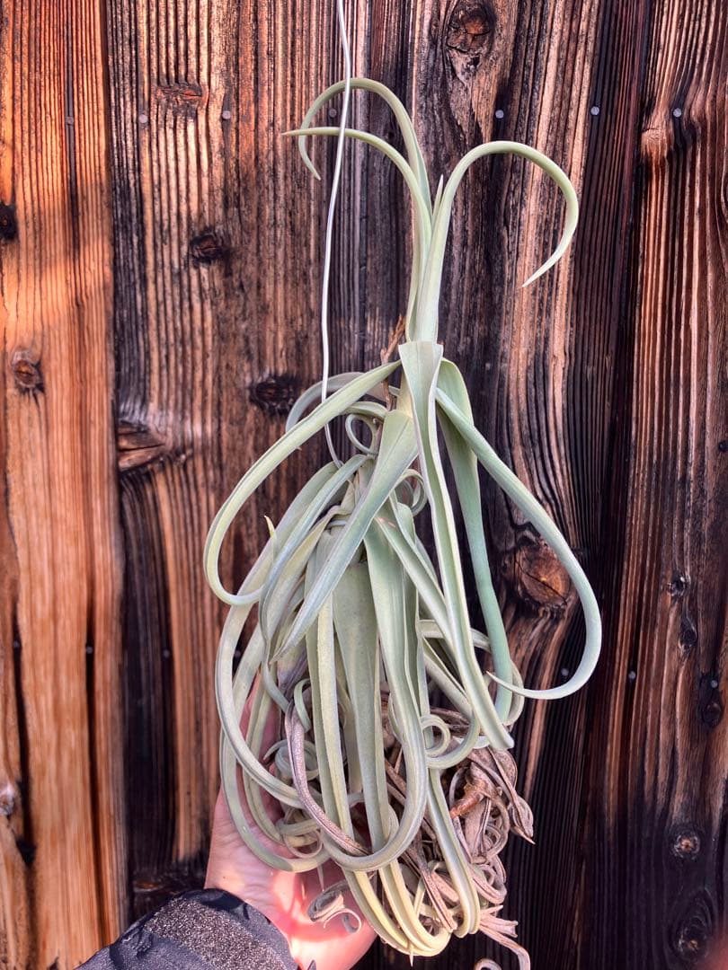 あんな⭐︎さん　専用　ドゥラティまとめ