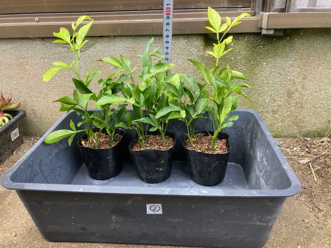 スイングルシトルメロ 10苗 ② ／ 柑橘 台木 枳殻 カラタチ - メルカリ