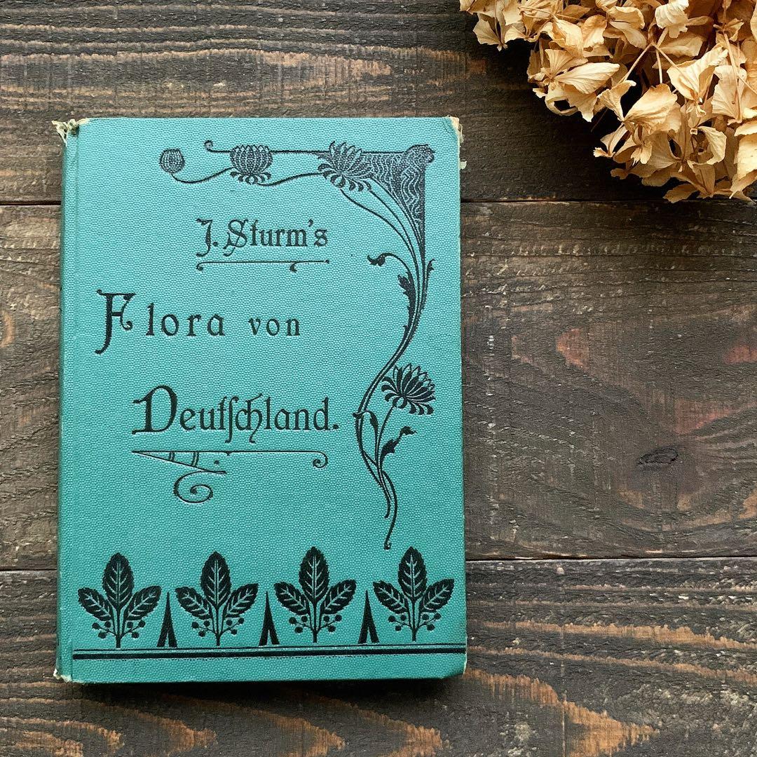 1900年]ドイツの古い植物図鑑/植物画 ボタニカルアート リトグラフ