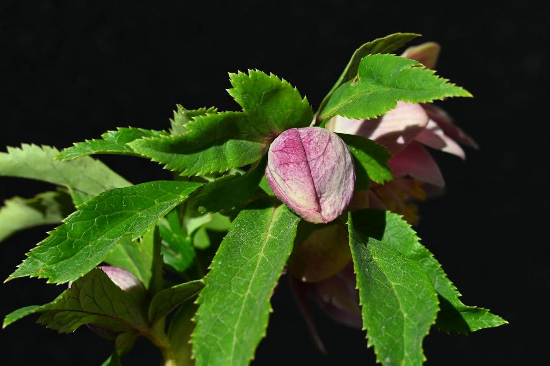 クリスマスローズ ddエクリプス系レッドゴールド 加藤農園