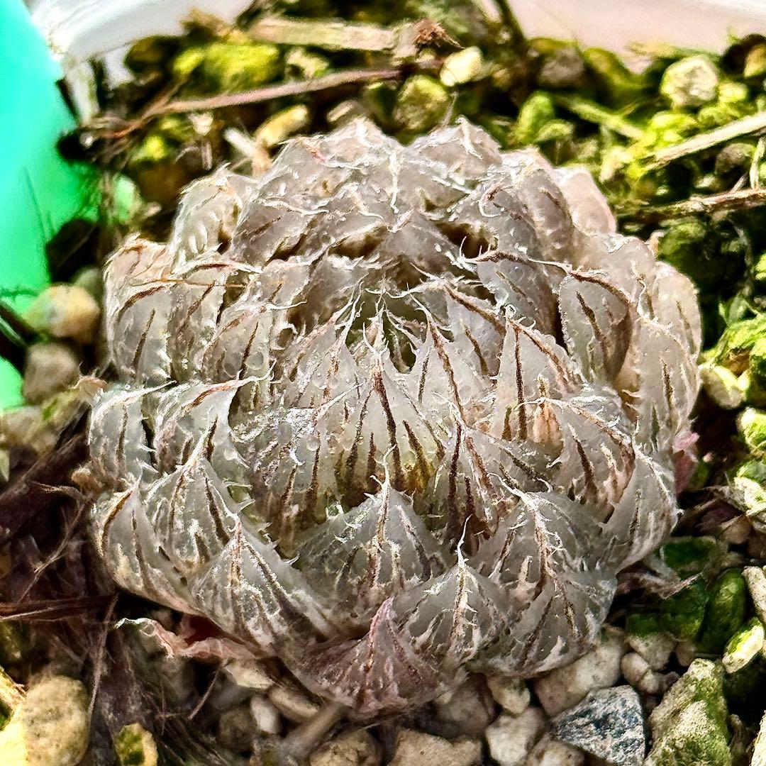 翠雲錦 超美株 ハオルチア 観葉植物 A14 - メルカリ