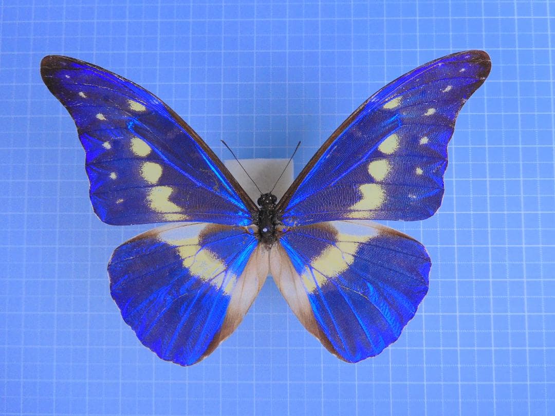 標本 Peru Morpho helena 98mm very small rare BicBugs Morpho helena blue white butterfly Peru