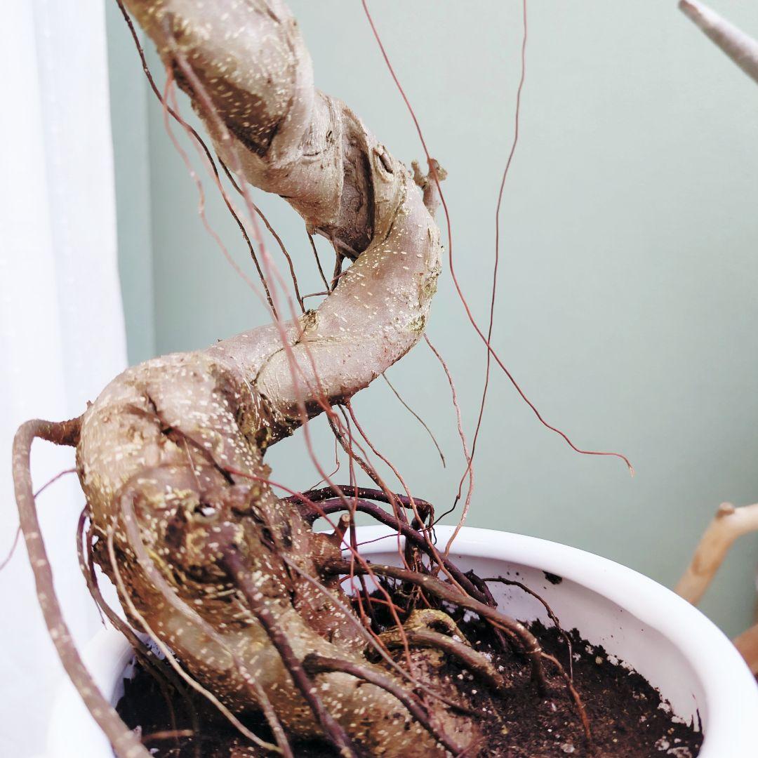 曲がりガジュマル (現品) 根上がり 曲線 空間浄化インテリアグリーン