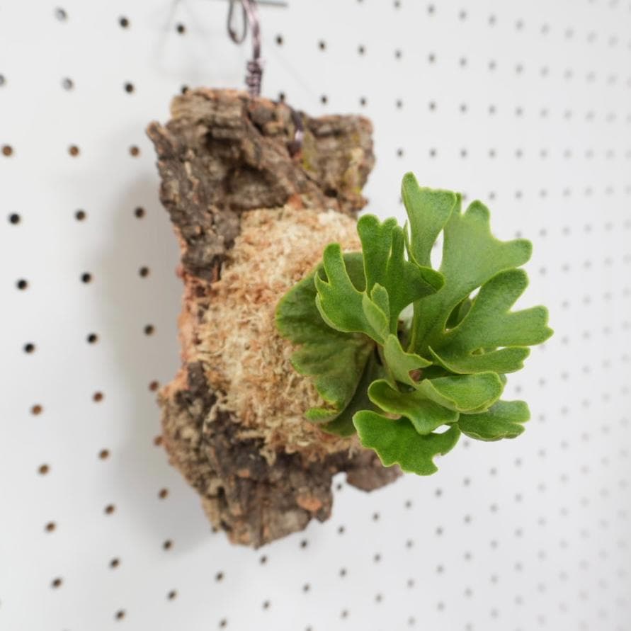 ビカクシダ リドレイ ドワーフ シルバー 小株 R-8 - メルカリ